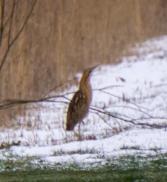 Spotted Eurasian Bittern