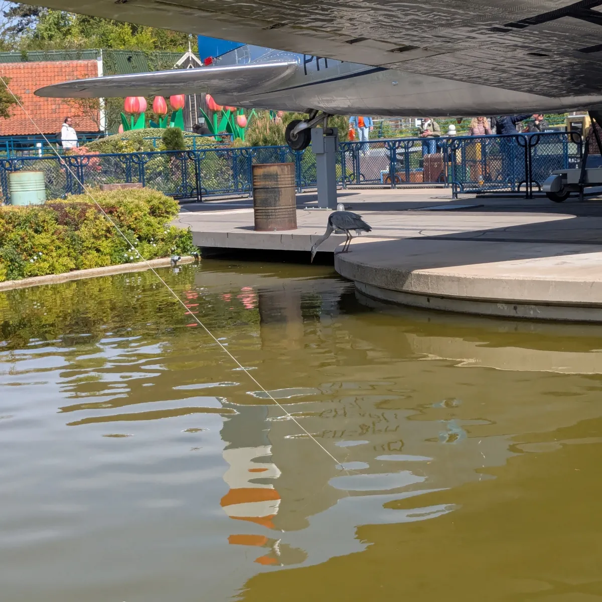 Gespotte Blauwe reiger