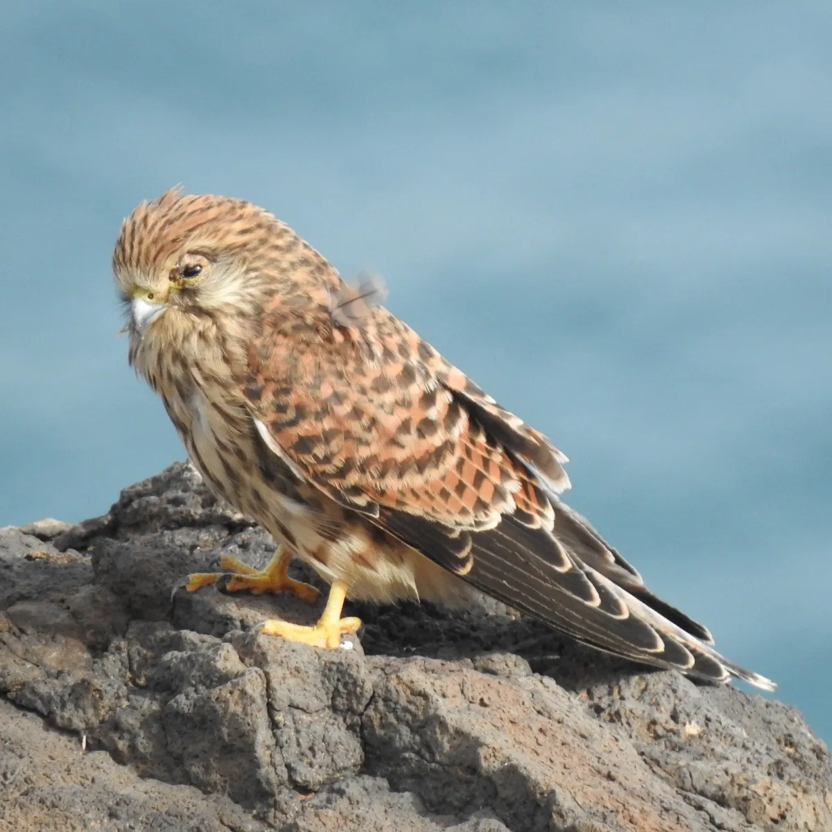 Spotted Eurasian Kestrel