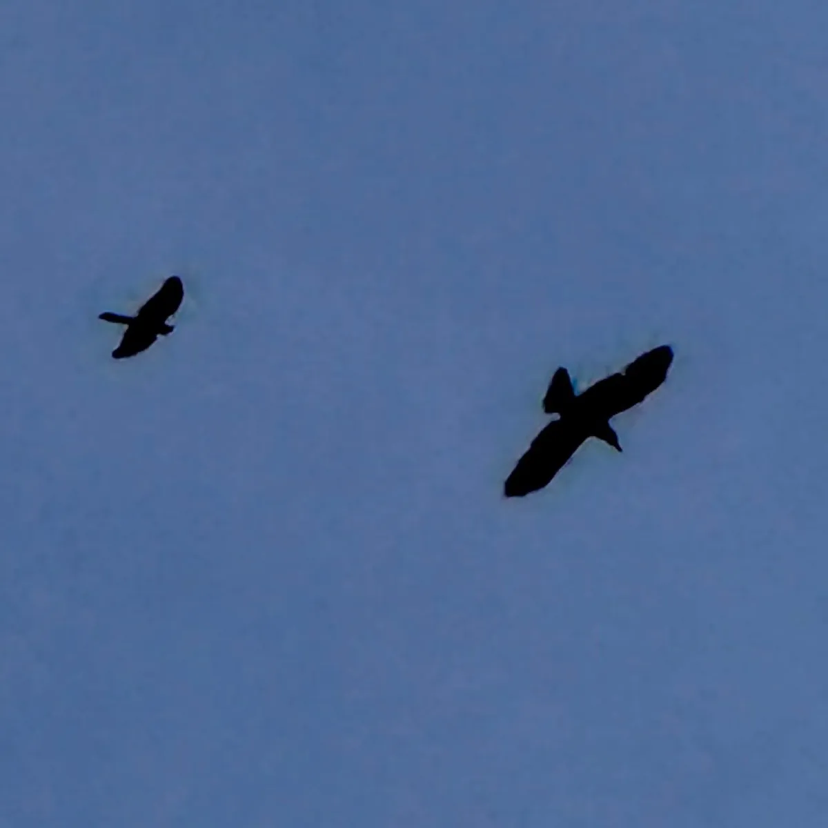 Waargenomen Raaf