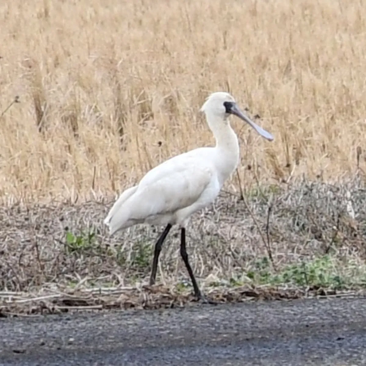 Spotted Black-faced Spoonbill