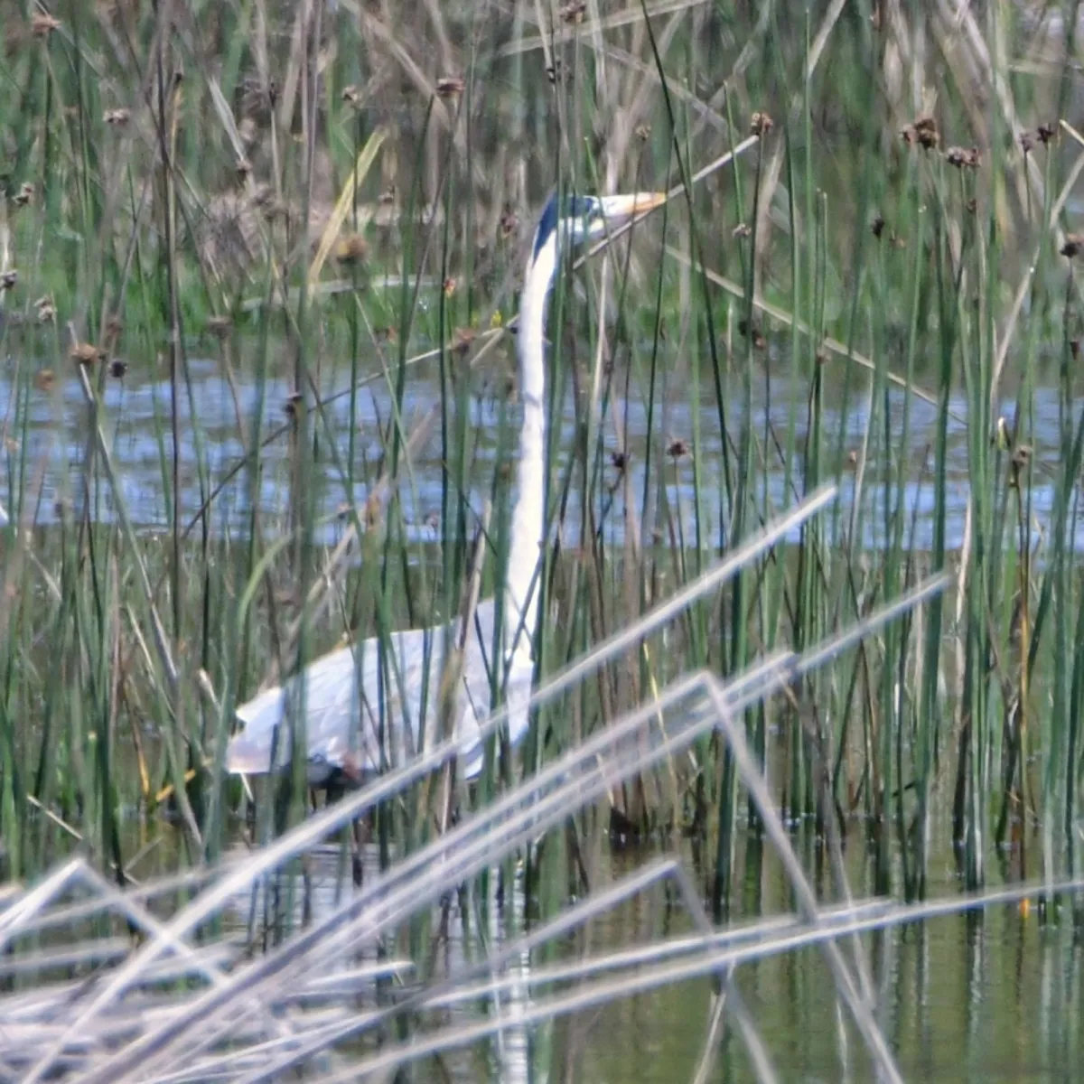 Spotted Cocoi Heron