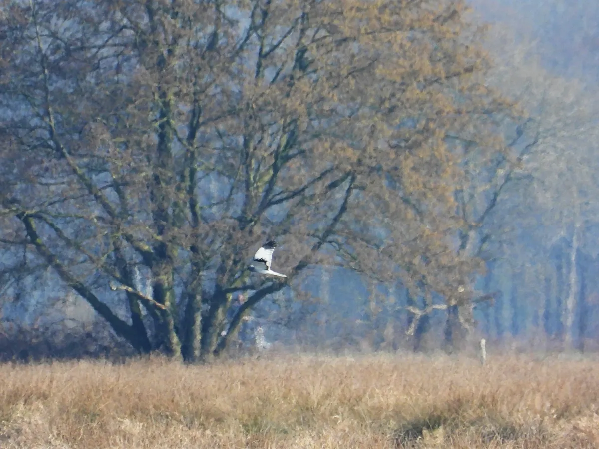 Gespotte Blauwe kiekendief