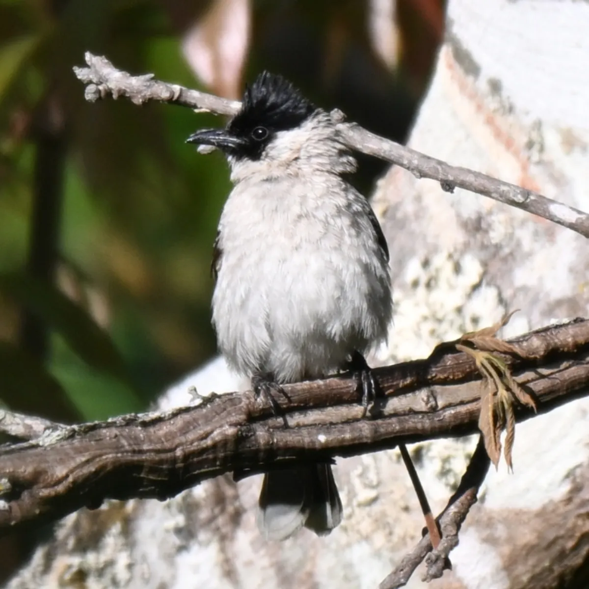 Gespotte Roetkopbuulbuul