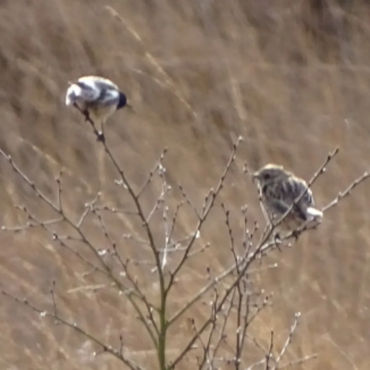 Spotted European Stonechat