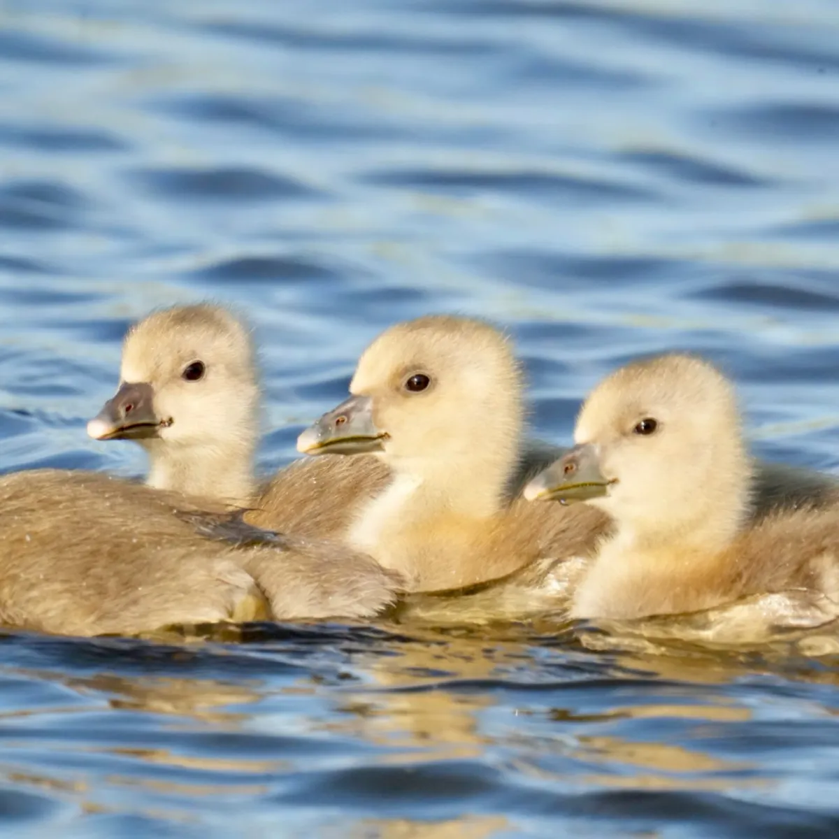 Gespotte Grauwe gans