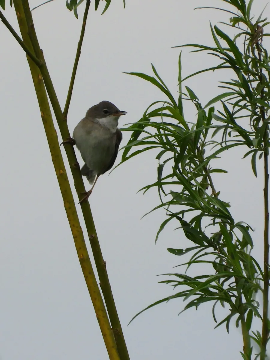 Spotted Greater Whitethroat