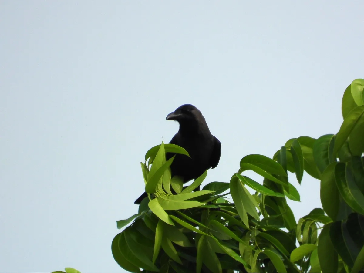 Spotted Large-billed Crow