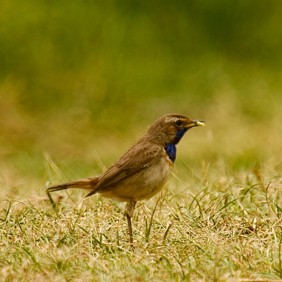 Spotted Bluethroat