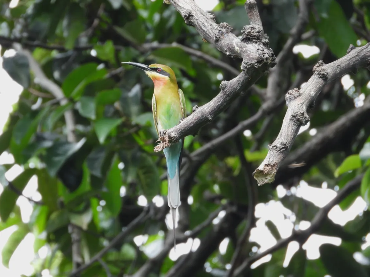 Gespotte Blauwstaartbijeneter
