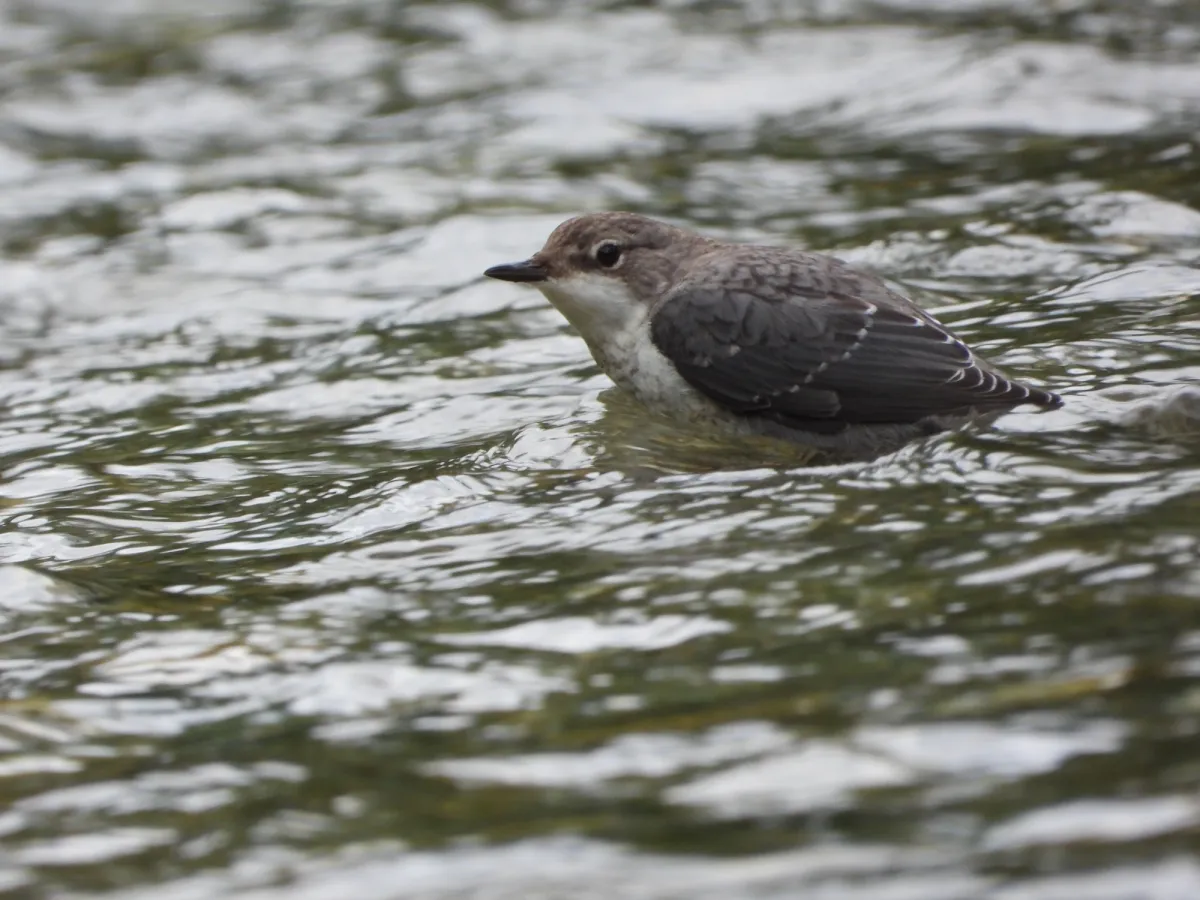 Waargenomen Waterspreeuw