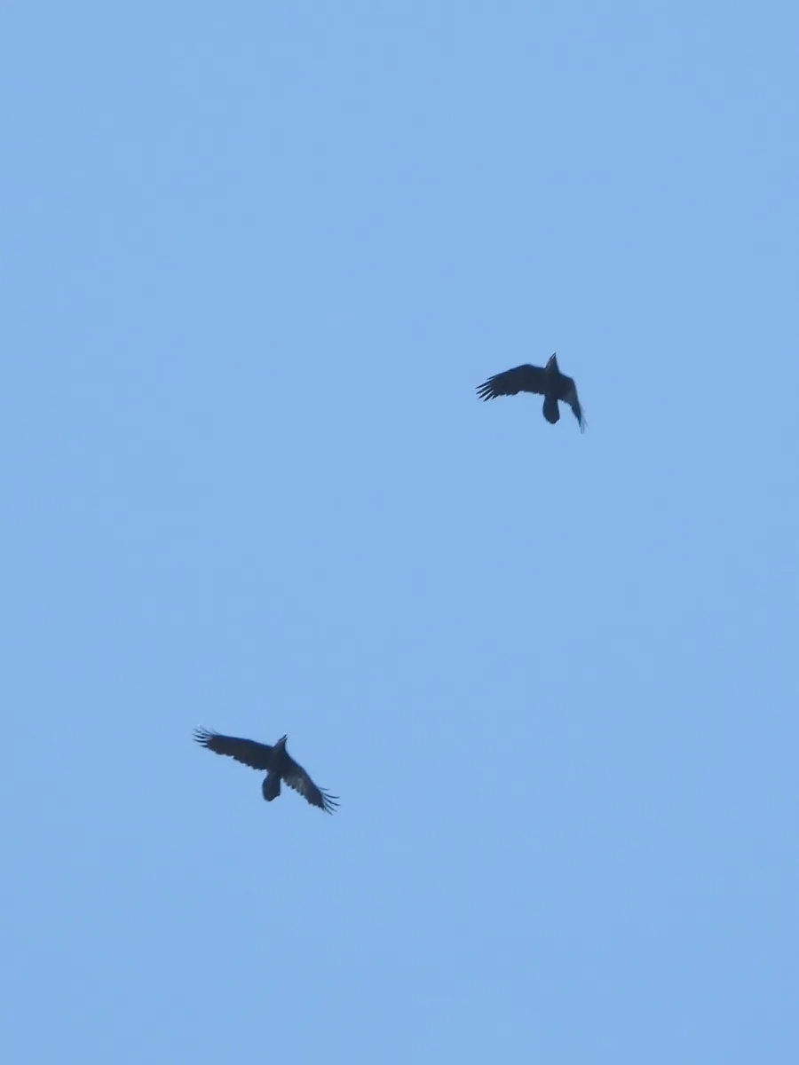 Spotted Common Raven