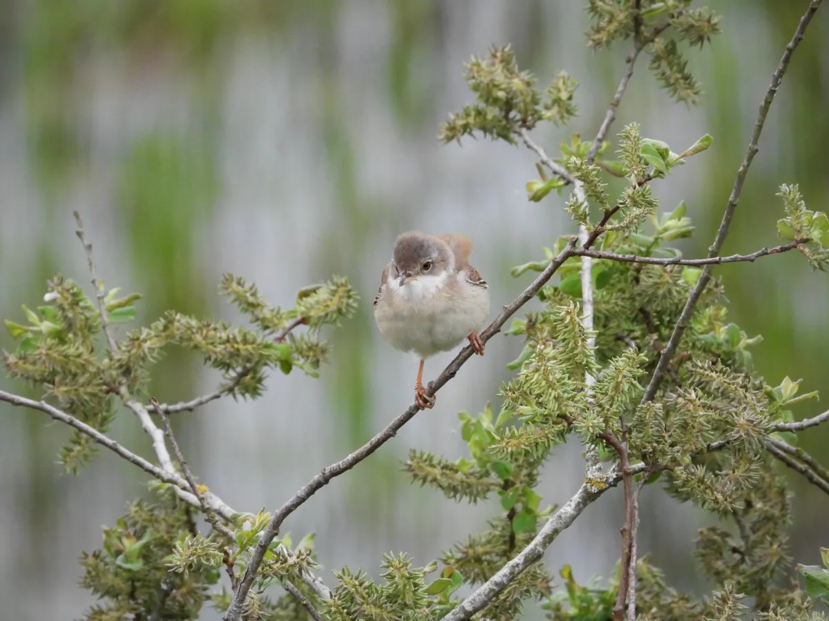 Spotted Greater Whitethroat