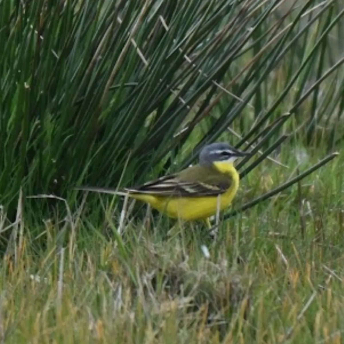 Gespotte Gele kwikstaart