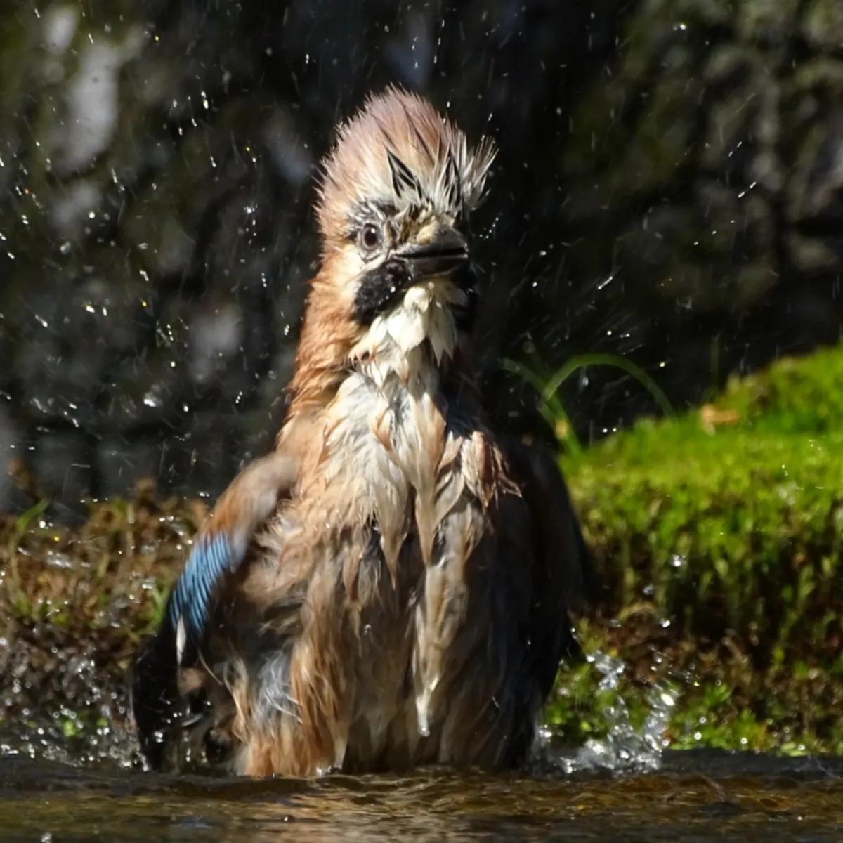 Spotted Eurasian Jay