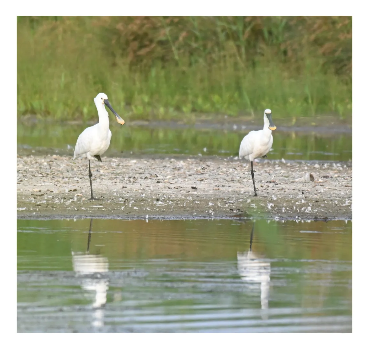 Spotted Eurasian Spoonbill