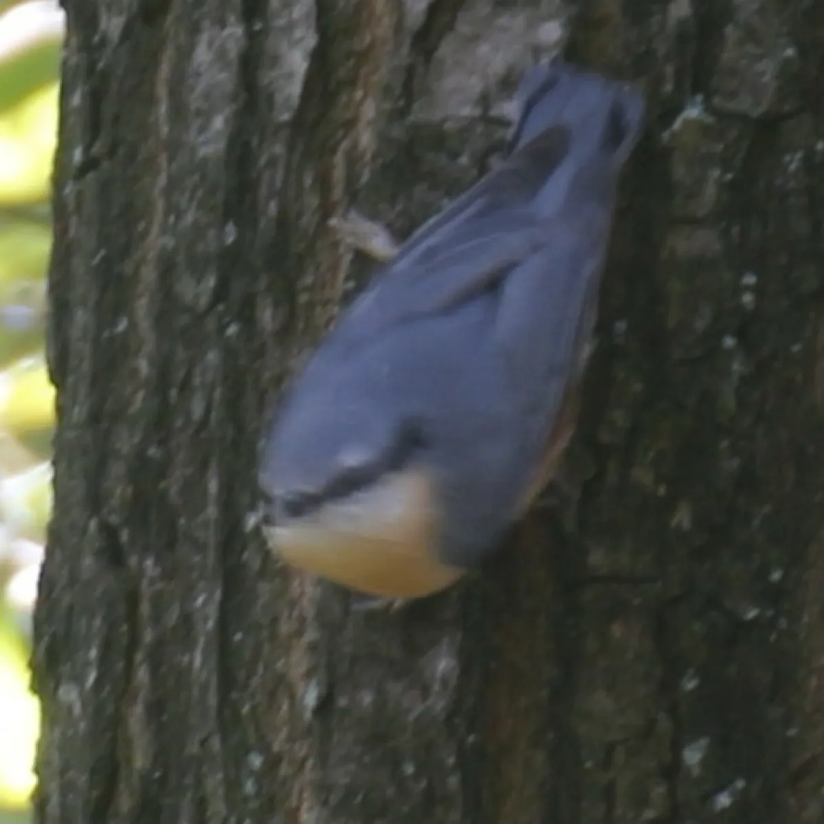 Spotted Eurasian Nuthatch