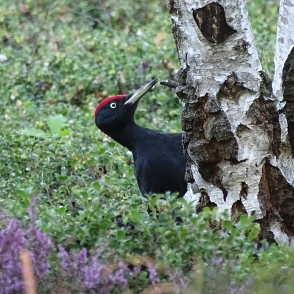 Gespotte Zwarte specht
