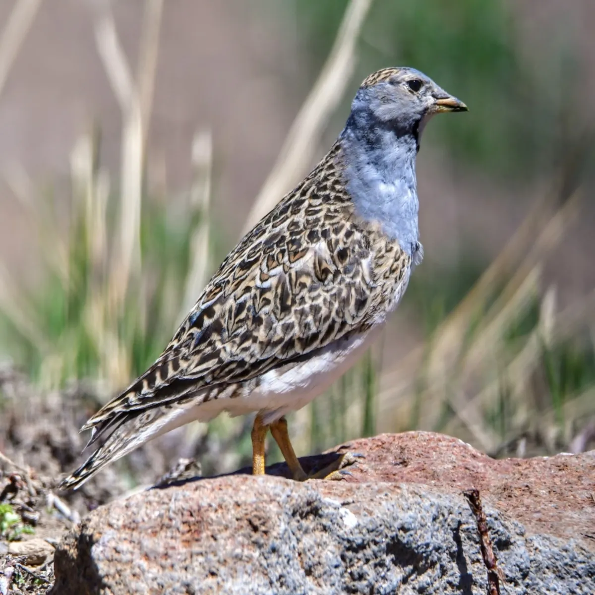 Spotted Gray-breasted Seedsnipe