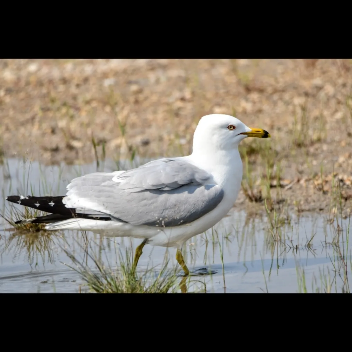 Spotted Ring-billed Gull