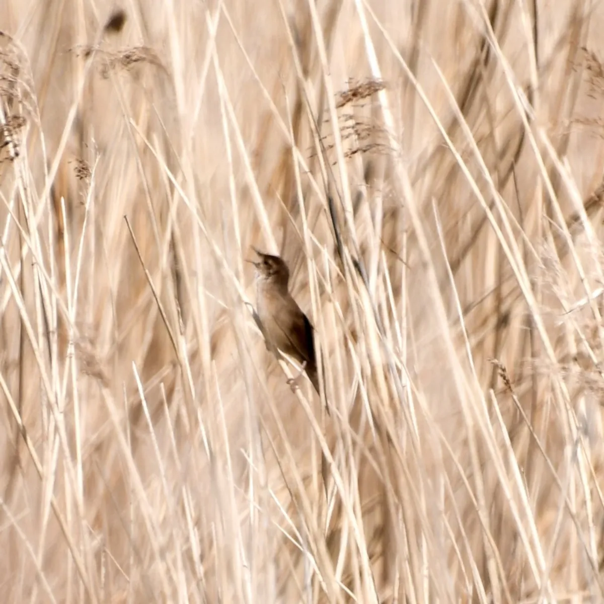 Spotted Savi's Warbler