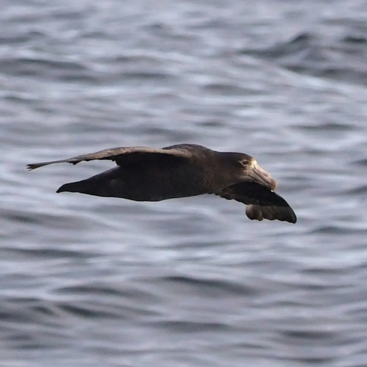 Spotted Southern Giant-Petrel