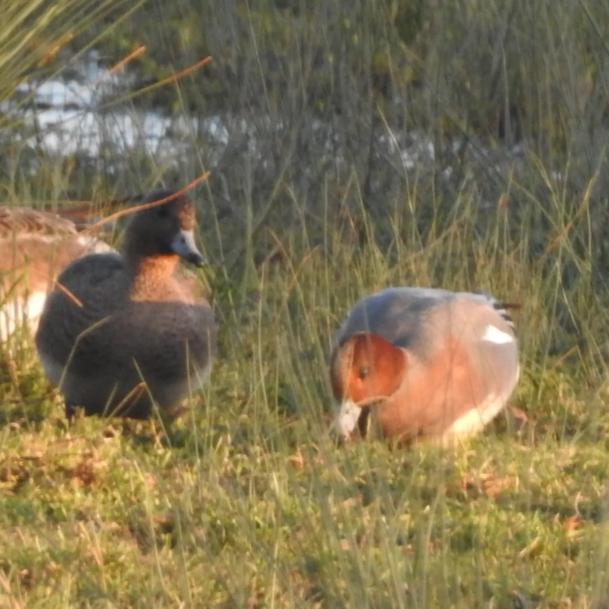 Spotted Eurasian Wigeon