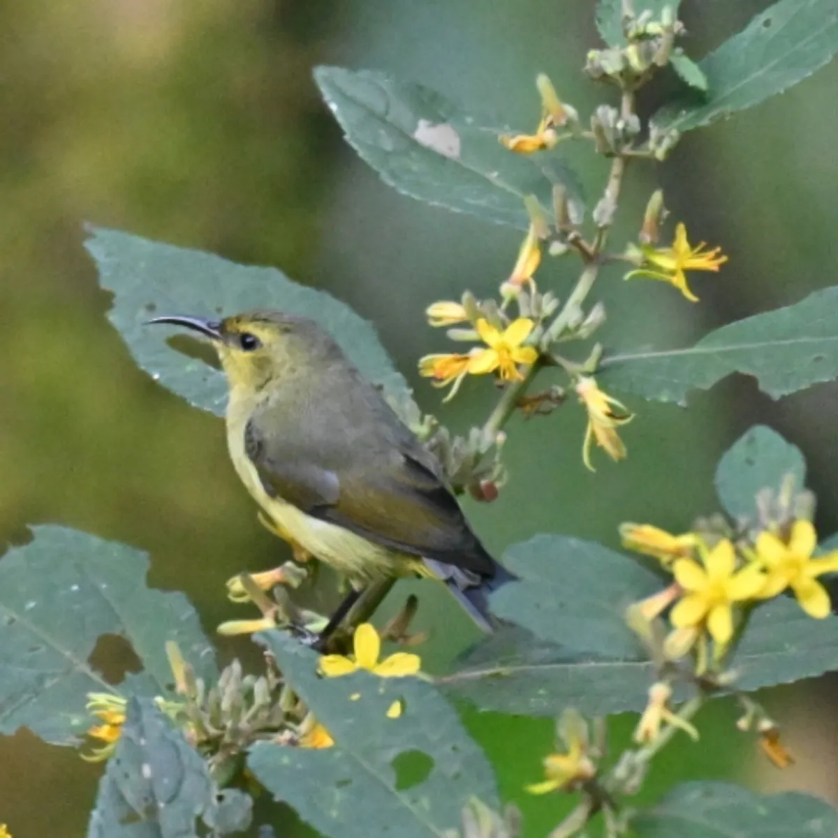 Spotted Variable Sunbird