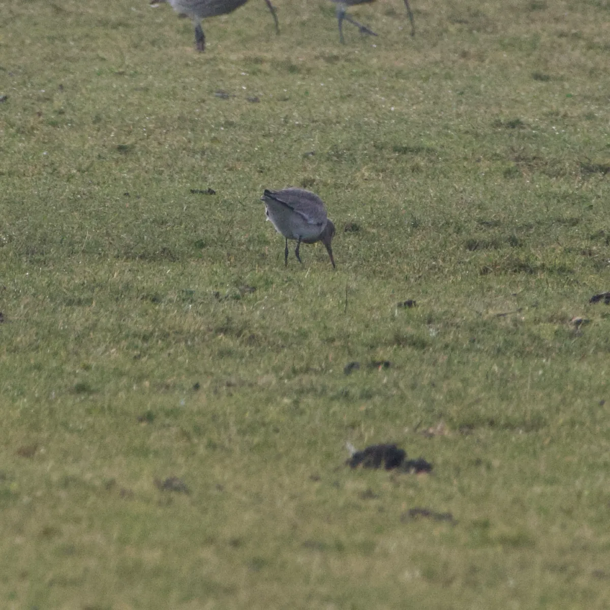 Spotted Common Redshank