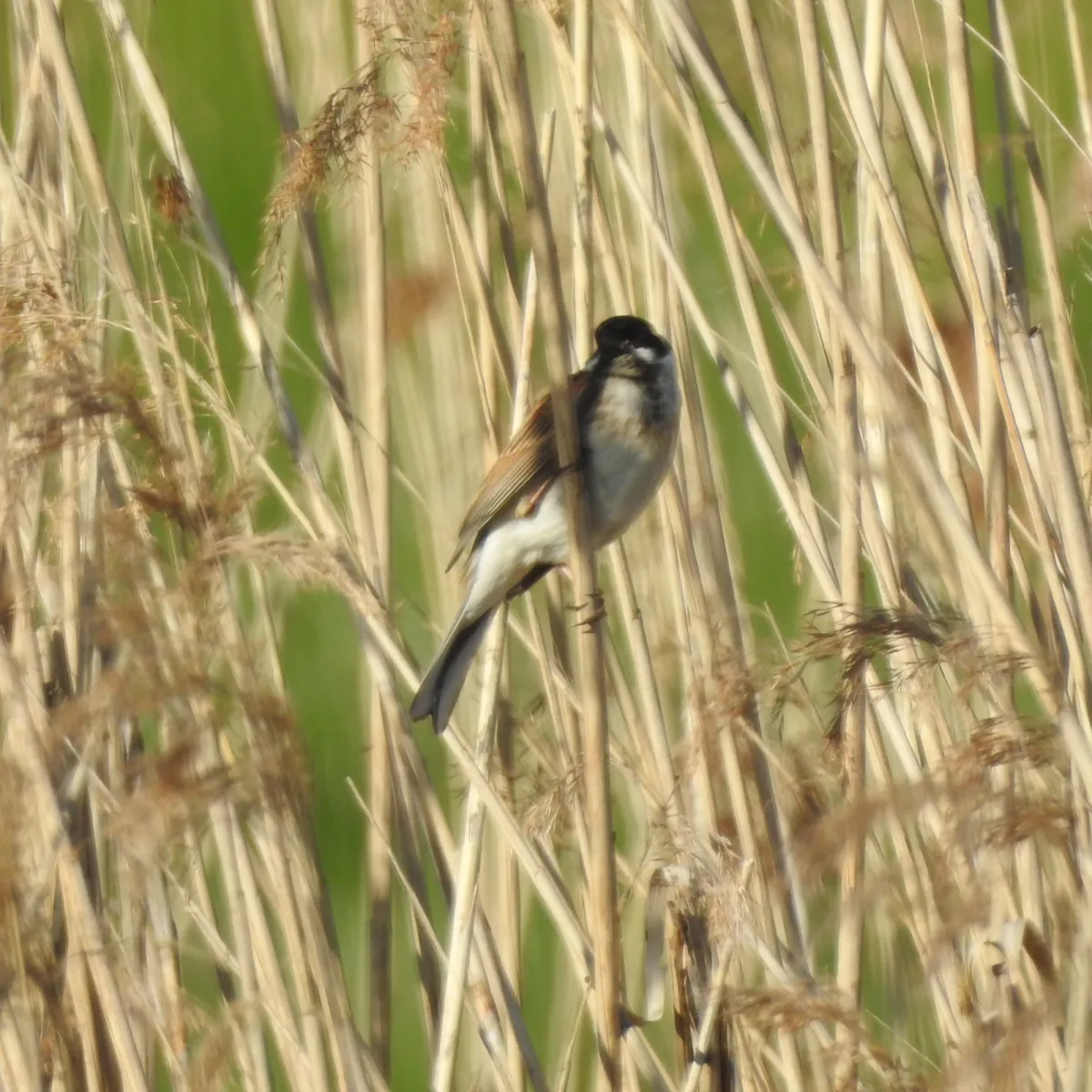 Spotted Reed Bunting