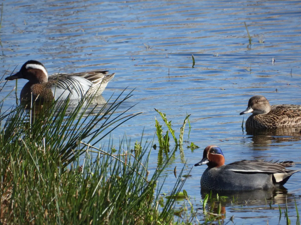 Gespotte Wintertaling