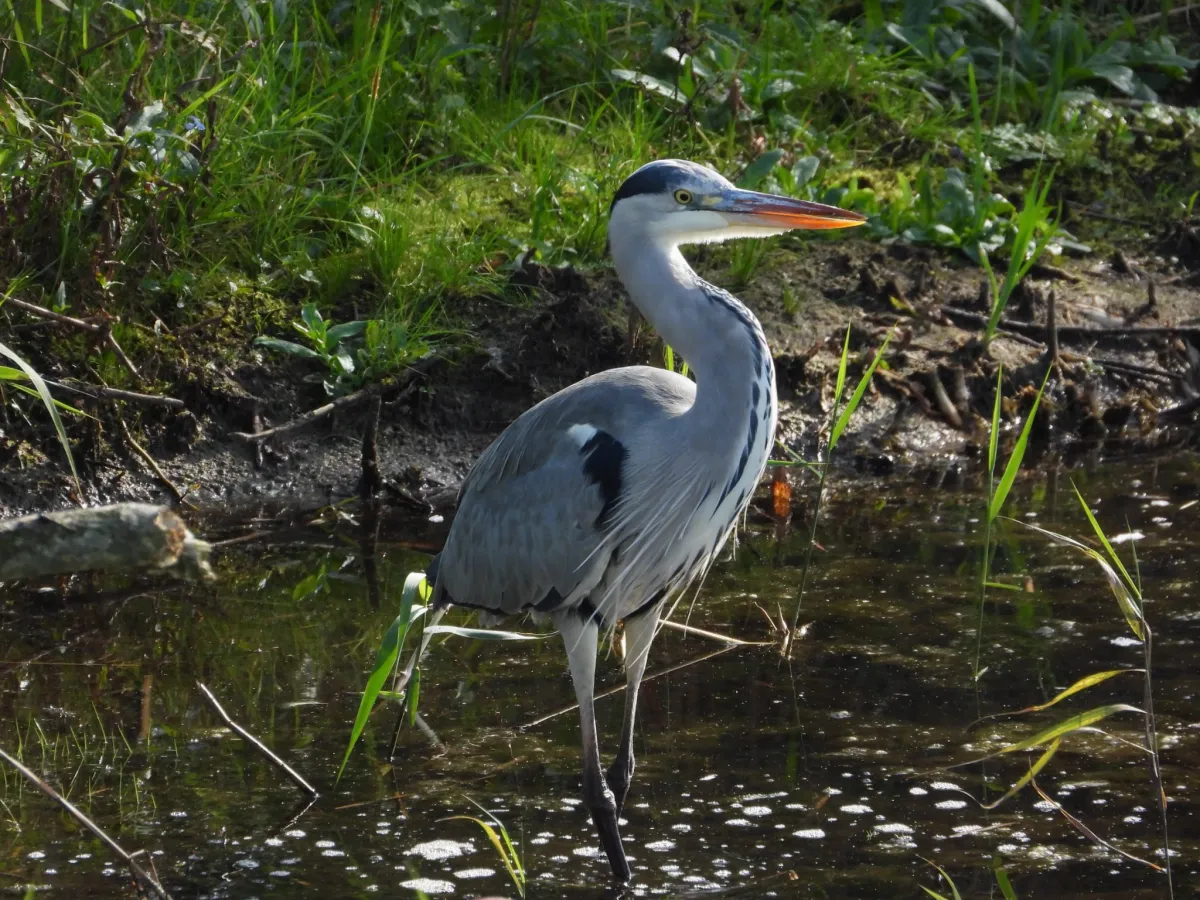 Spotted Gray Heron