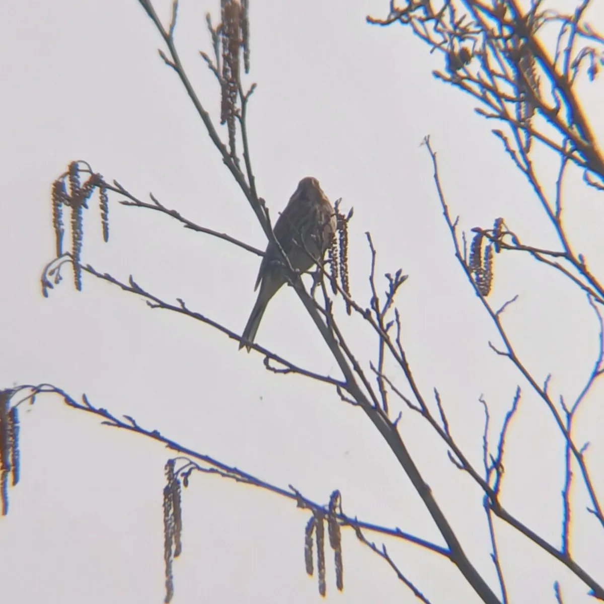 Spotted Reed Bunting