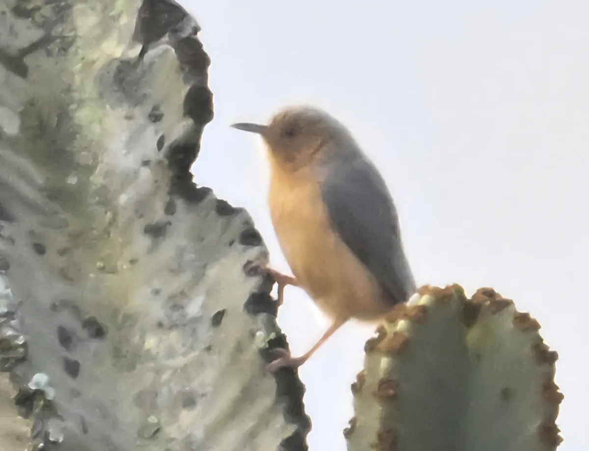 Spotted Red-faced Crombec