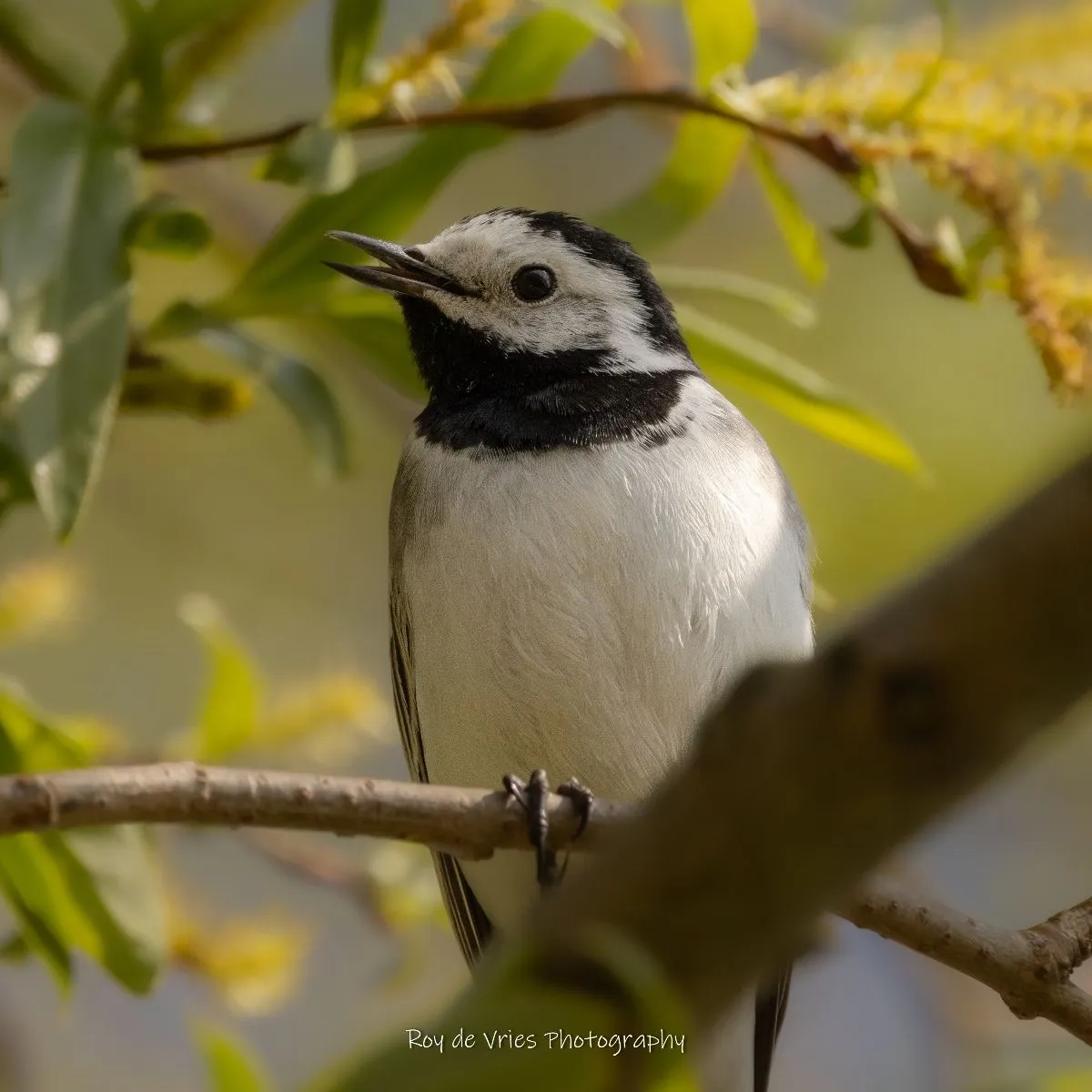 Gespotte Witte kwikstaart