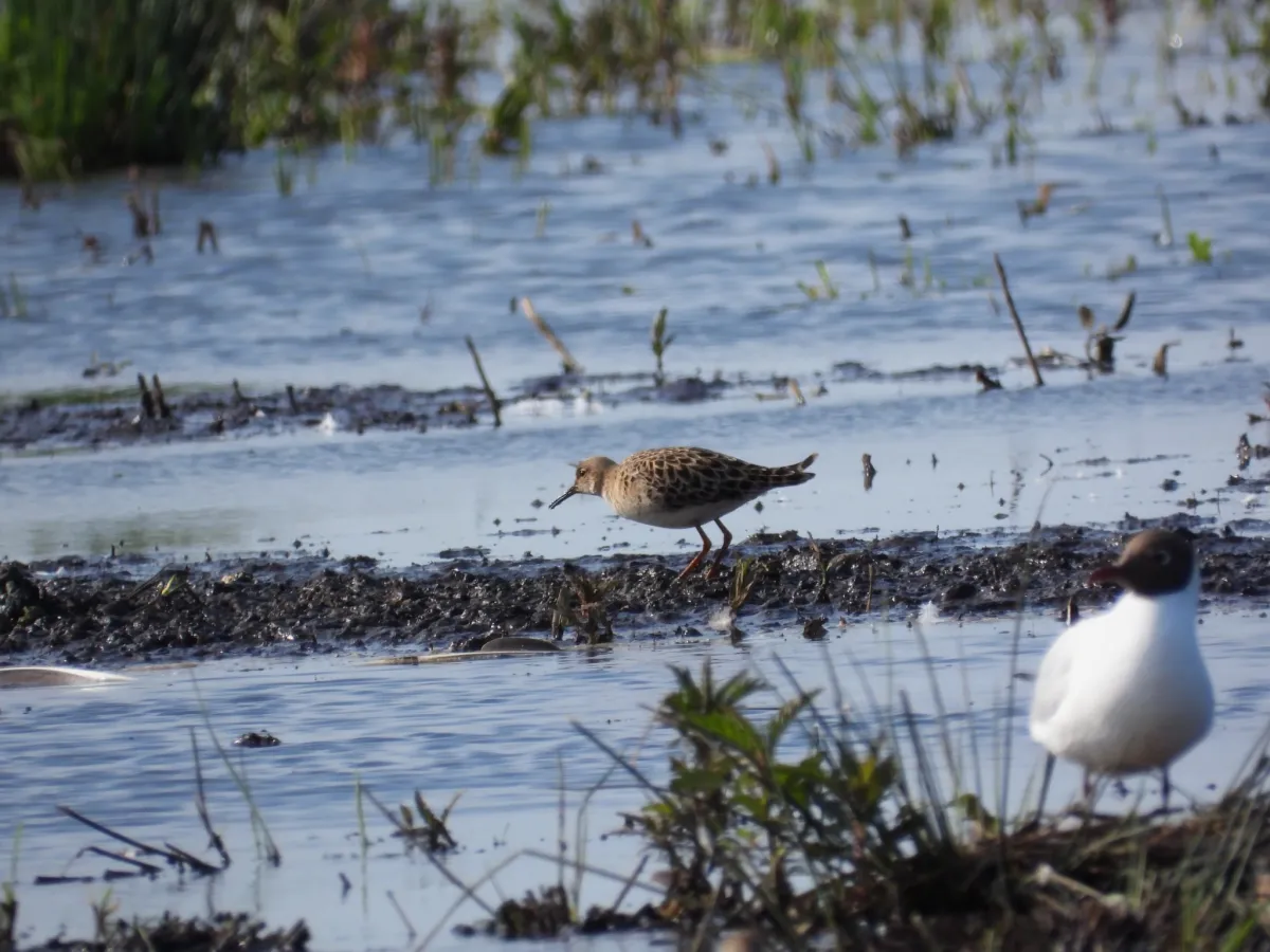 Spotted Ruff