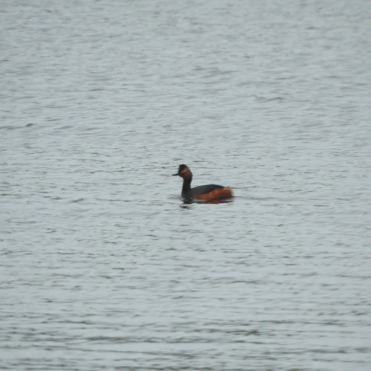 Gespotte Geoorde fuut