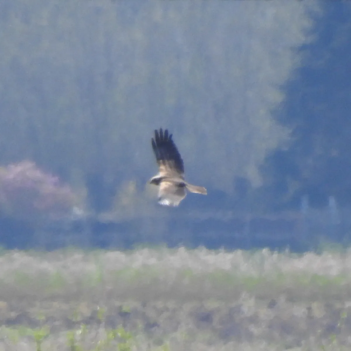 Gespotte Bruine kiekendief
