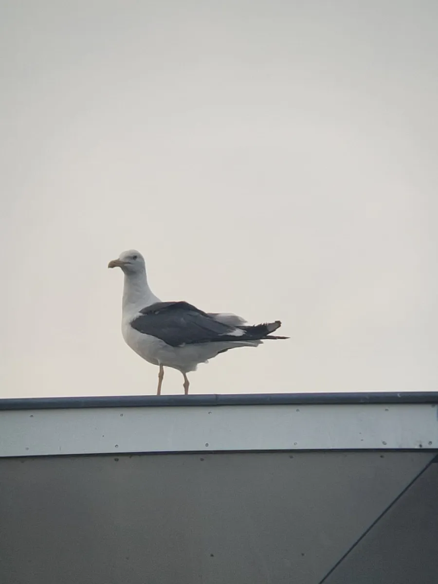 Gespotte Kleine mantelmeeuw