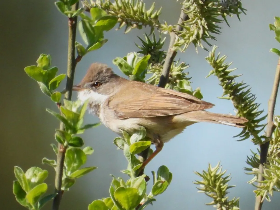 Gespotte Grasmus