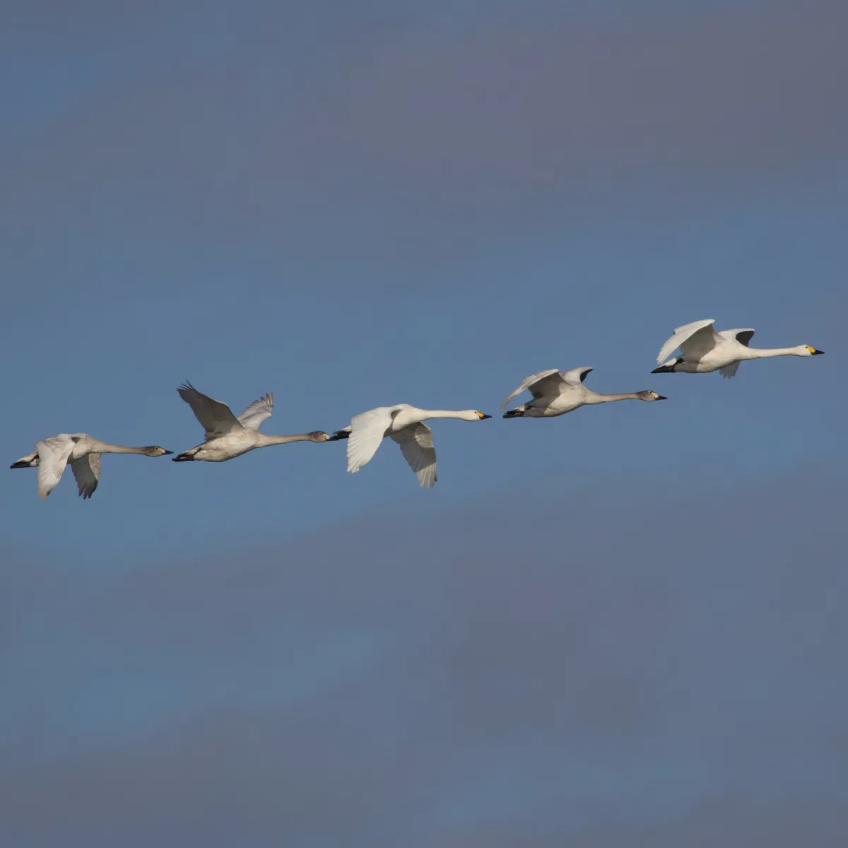 Spotted Tundra Swan