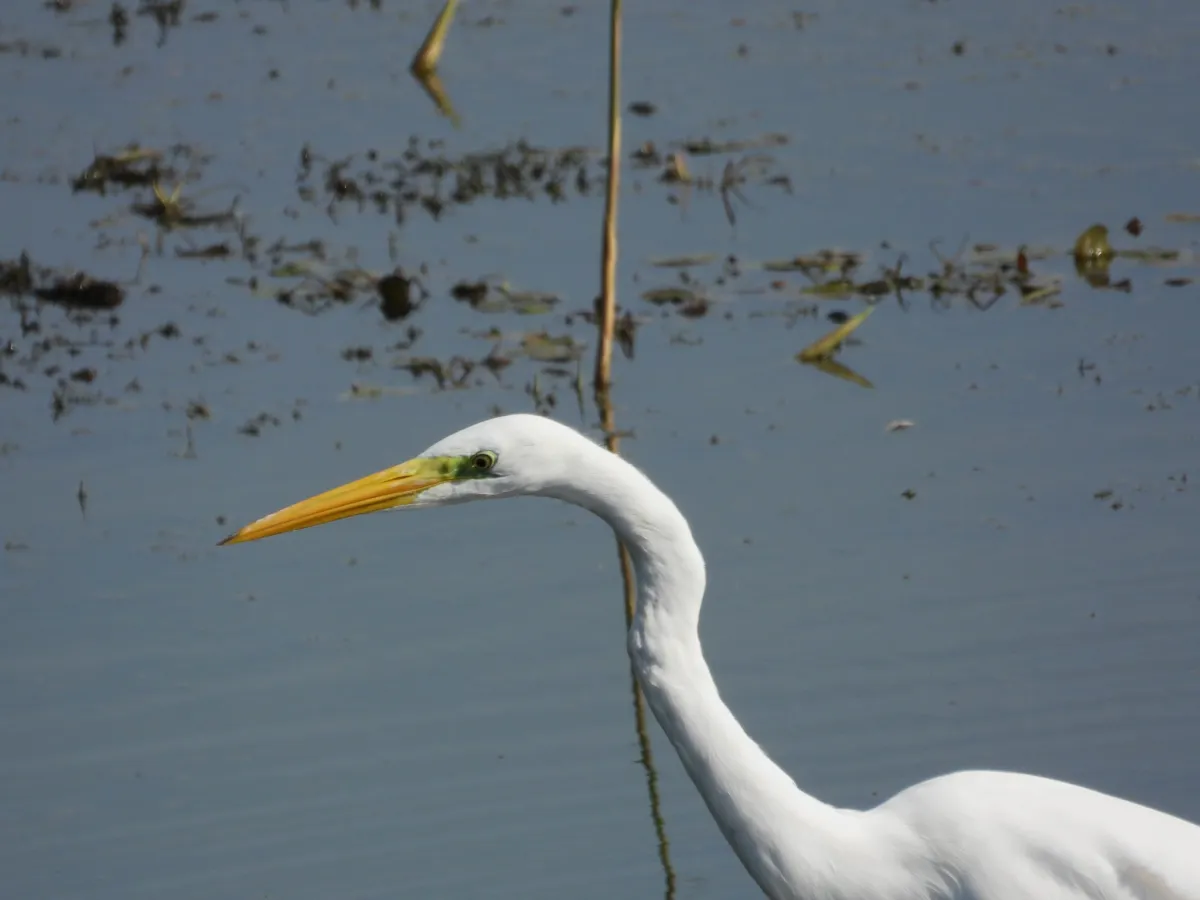 Waargenomen Grote zilverreiger