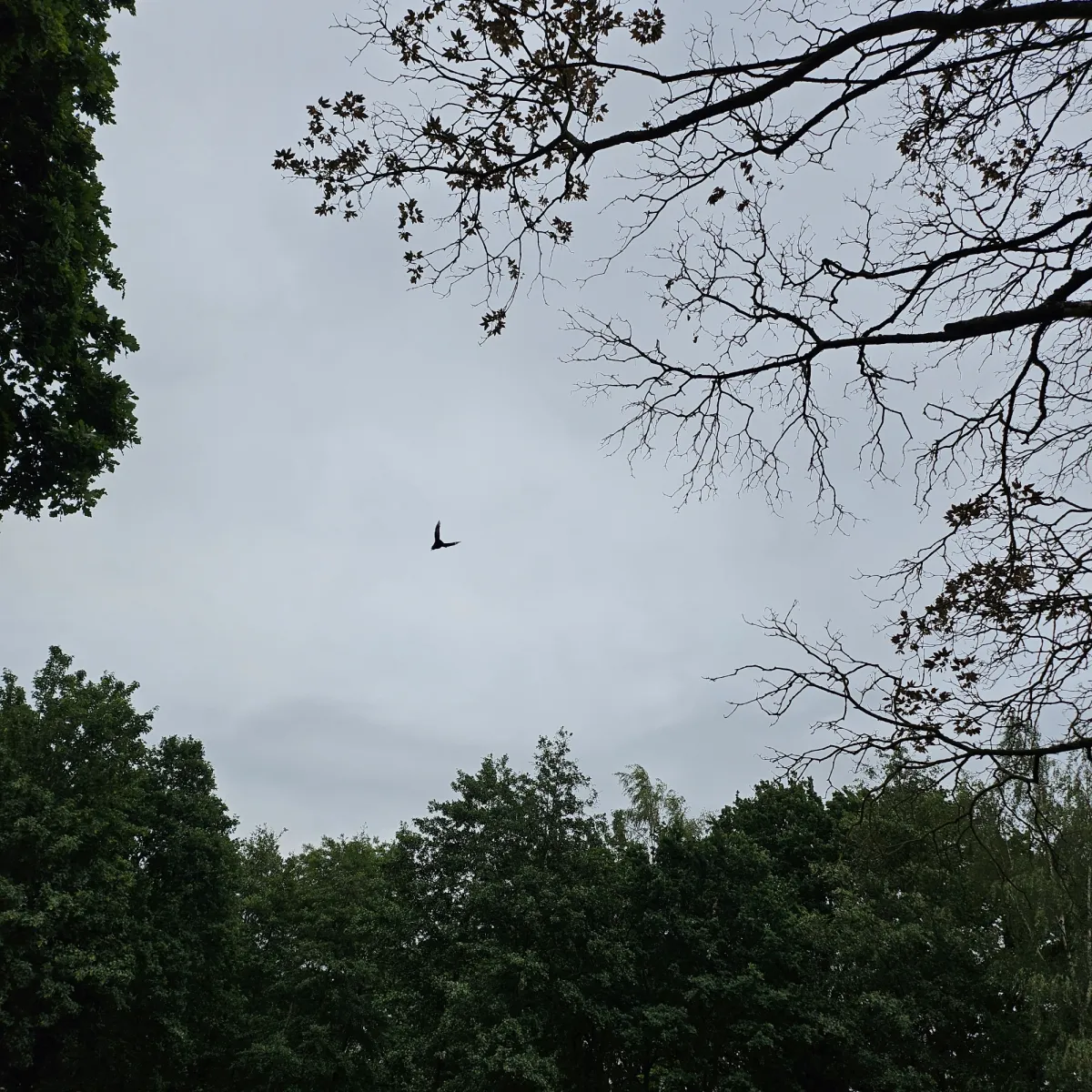 Spotted Hooded Crow