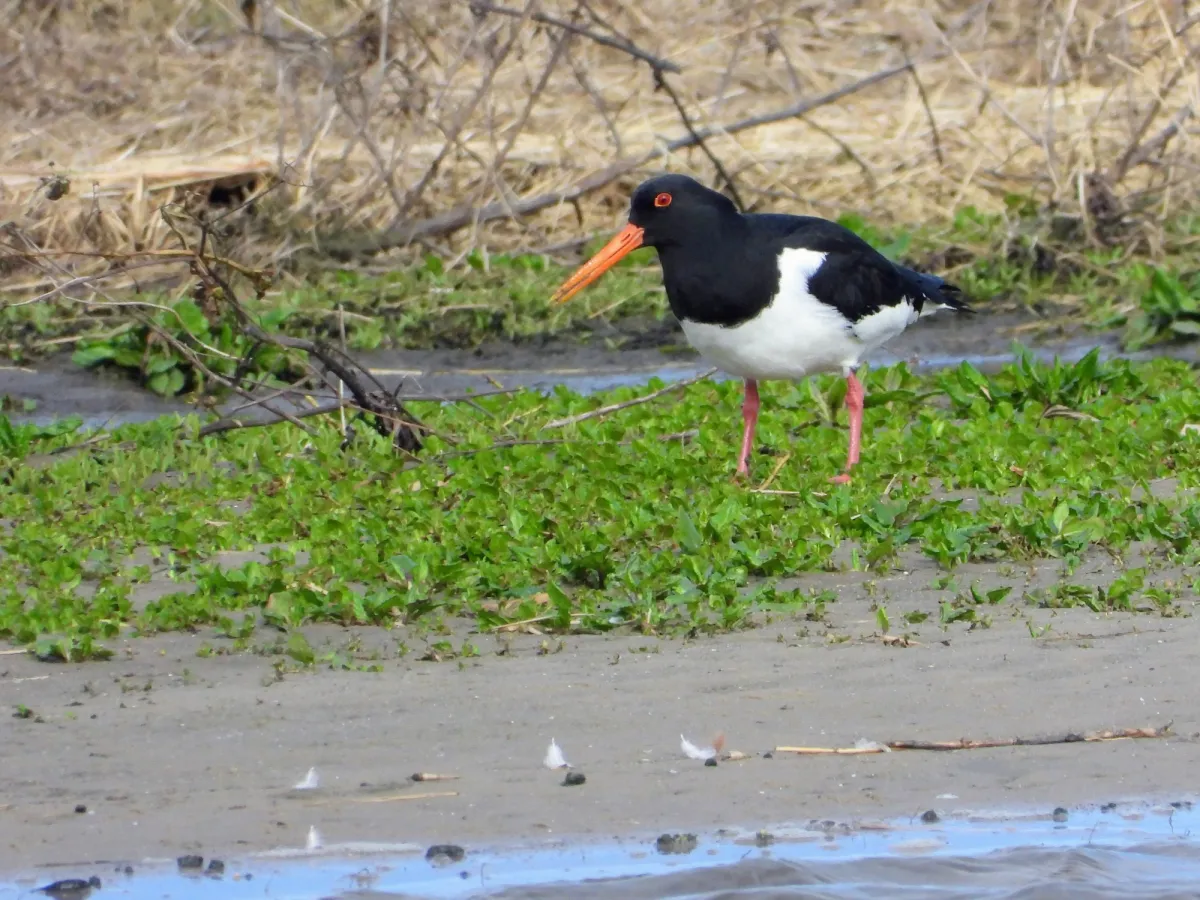 Gespotte Scholekster