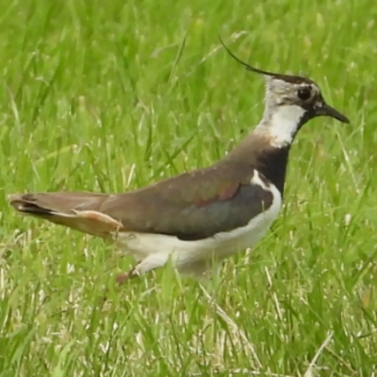 Spotted Northern Lapwing