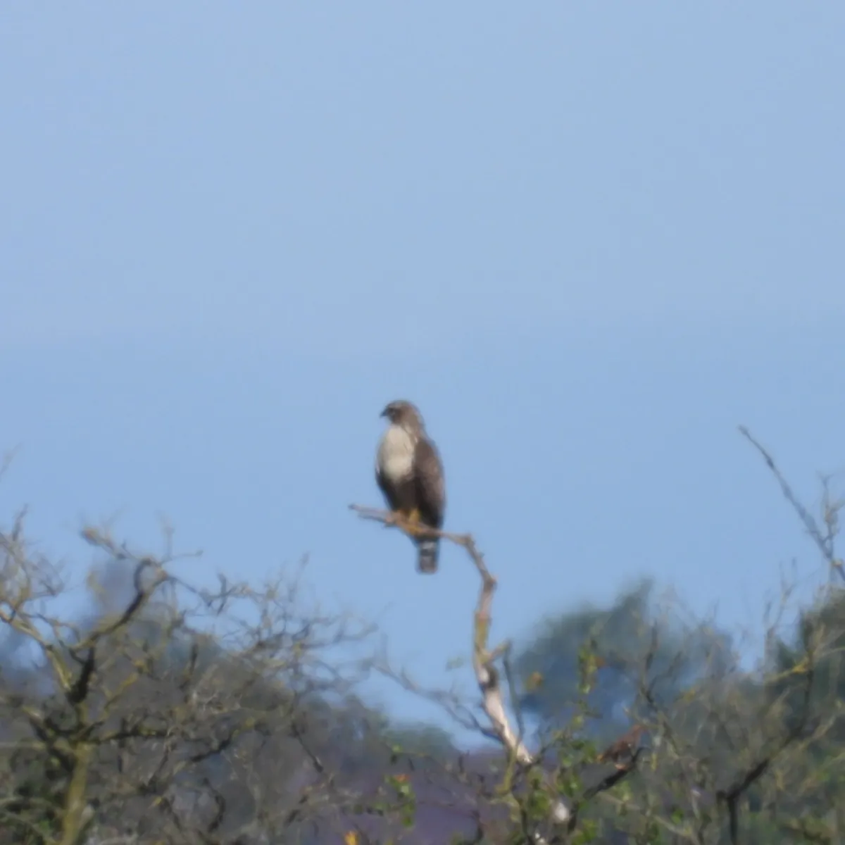 Spotted Common Buzzard