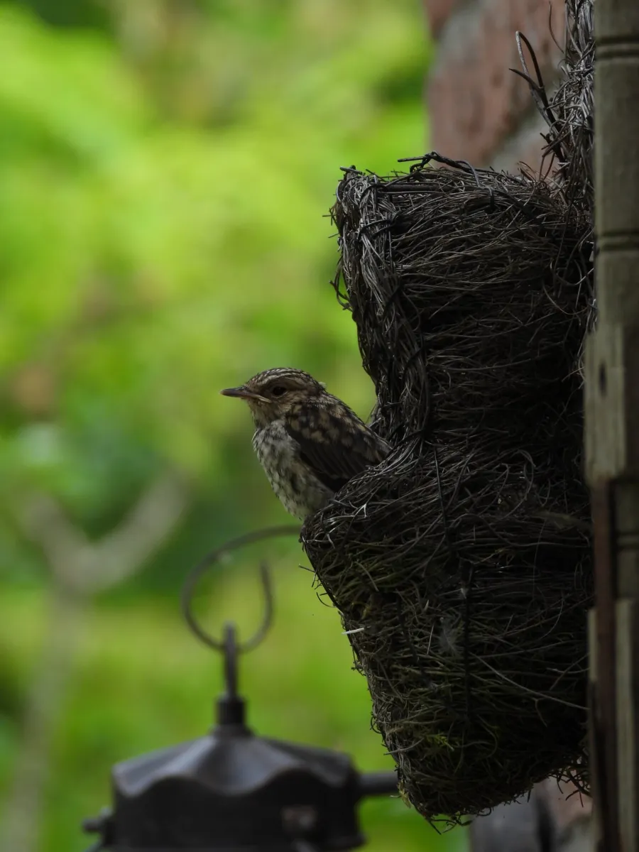 Spotted Spotted Flycatcher