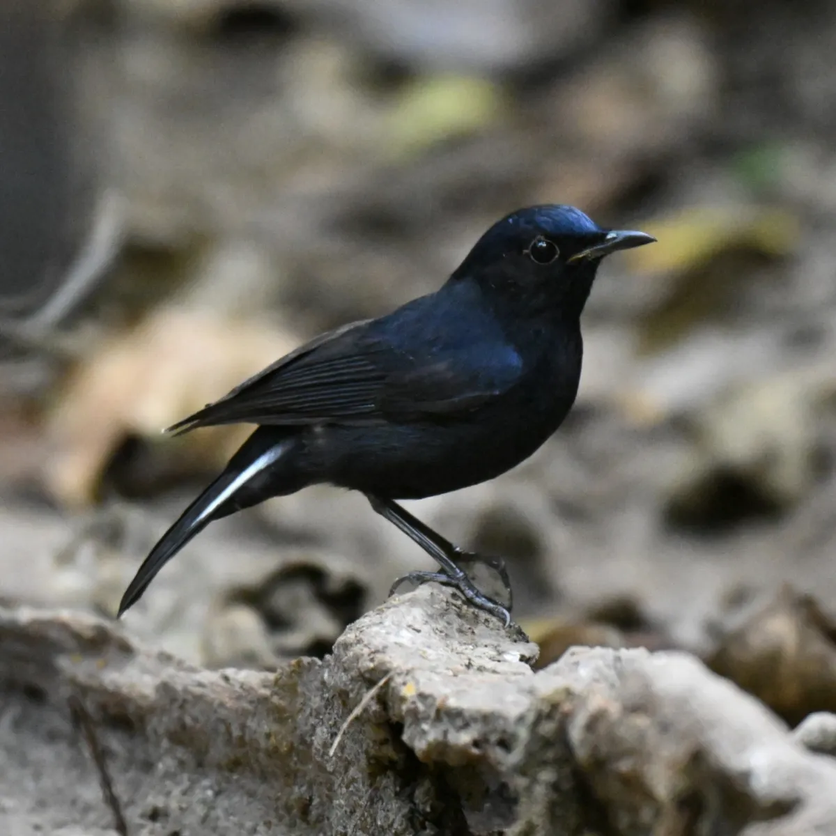 Spotted White-tailed Robin