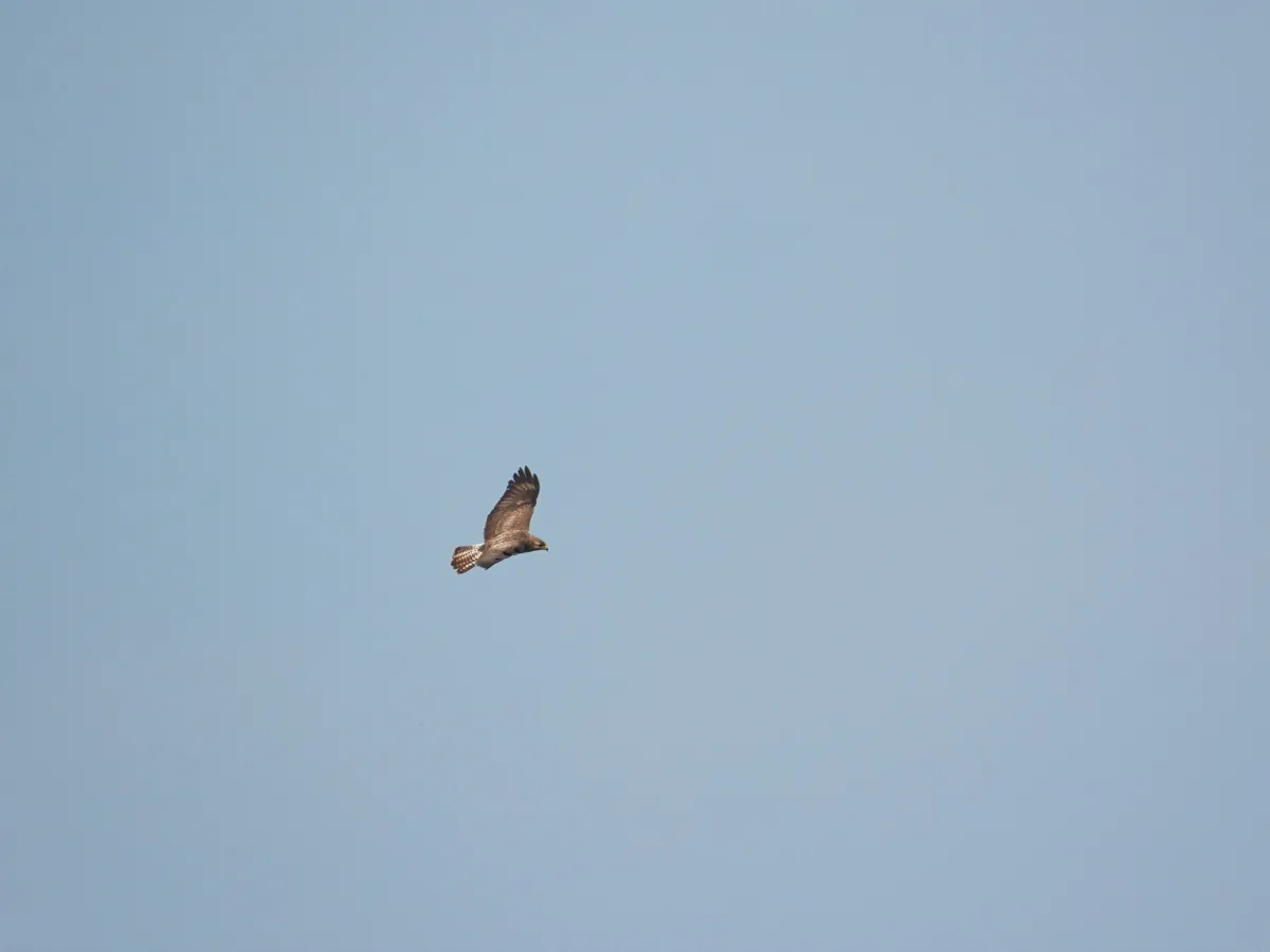 Waargenomen Buizerd