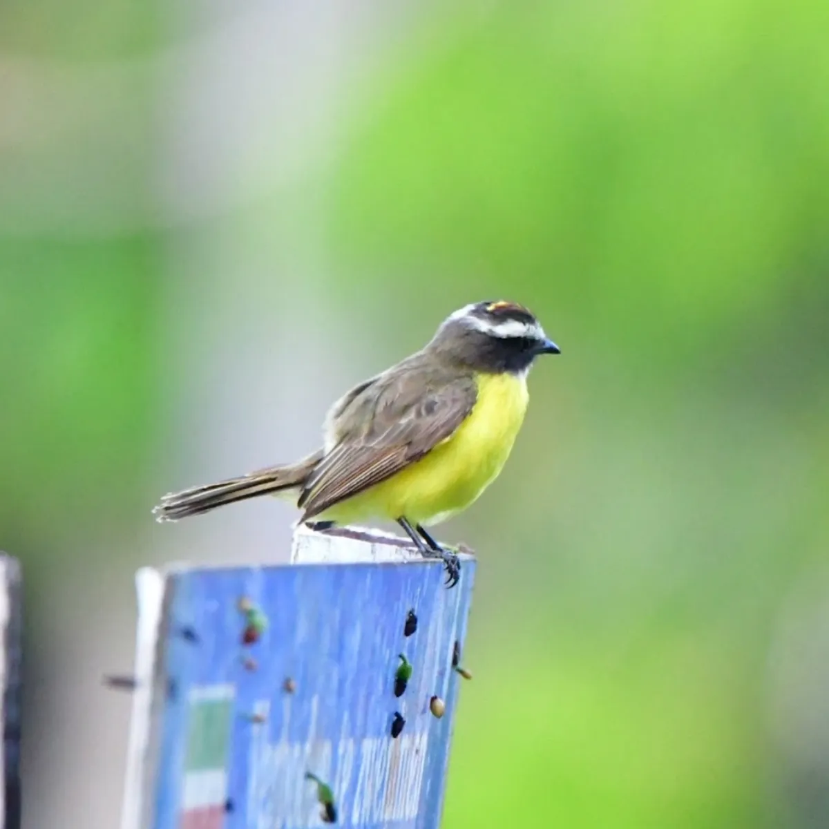 Spotted Rusty-margined Flycatcher